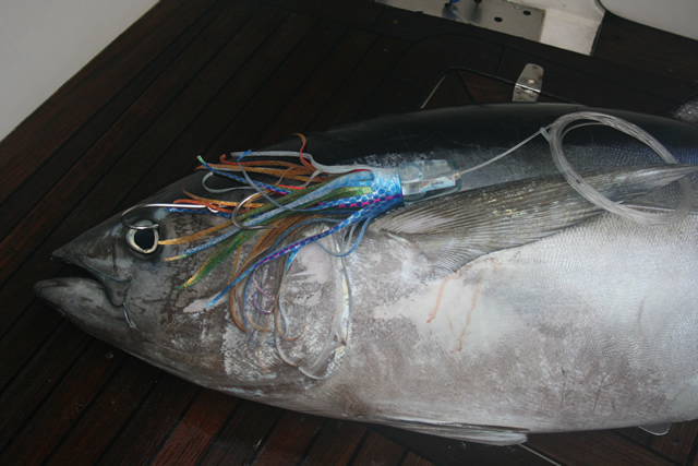 ANGLER:   SPECIES: Yellowfin Tuna WEIGHT: 70 Kg LURE: J.B. Lures, 